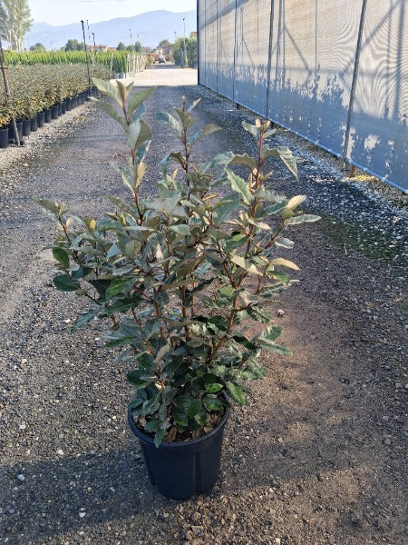 Elaeagnus x Ebbingei Compacta 9 Litre Pot 120/135cm