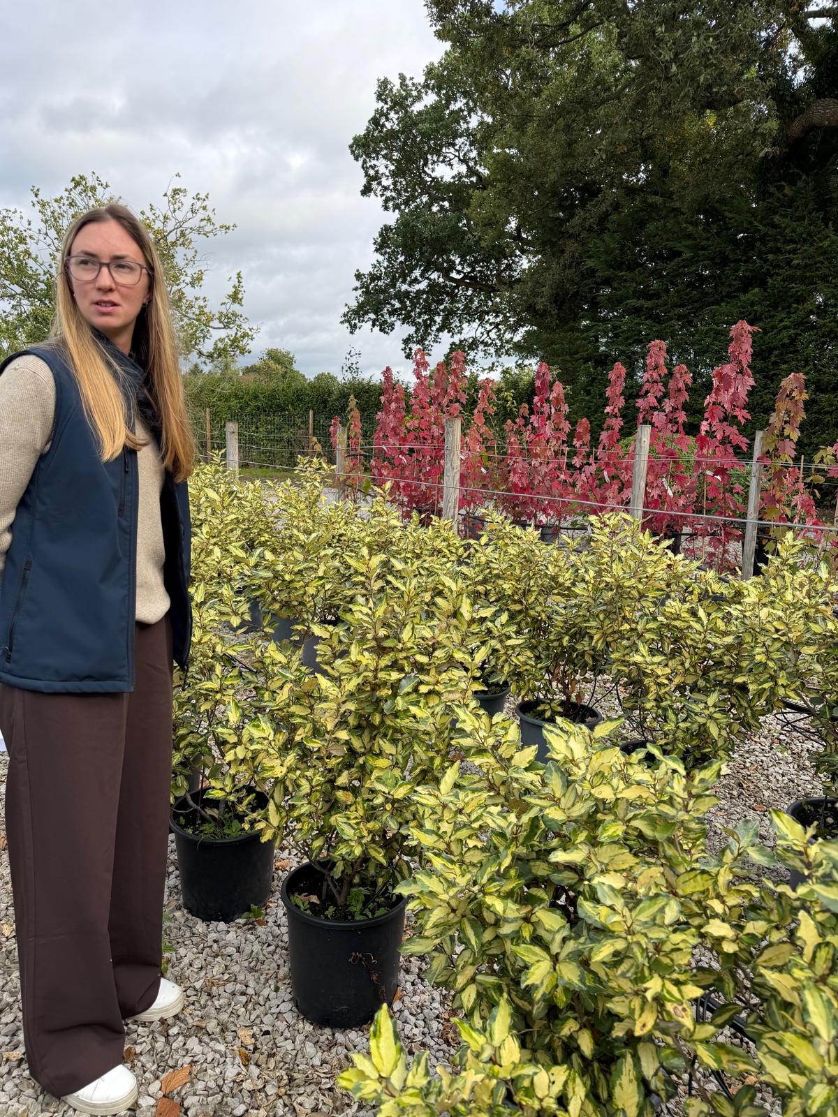 Elaeagnus x Ebbingei Maryline 9 Litre Pot