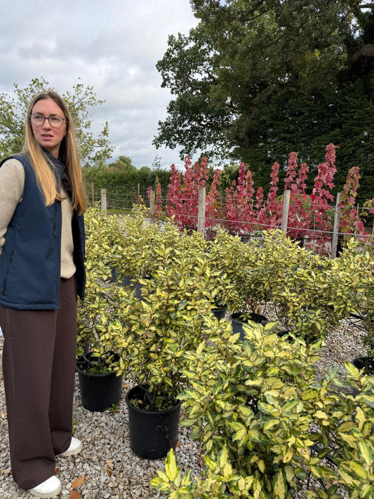 Elaeagnus x Ebbingei Maryline 9 Litre Pot