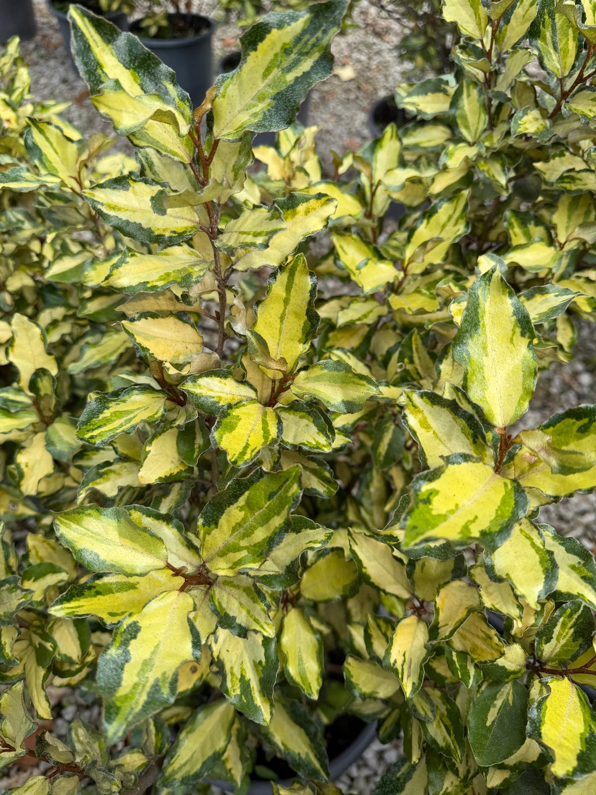 Elaeagnus x Ebbingei Maryline 9 Litre Pot