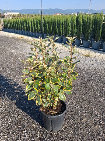 Elaeagnus x Vivileg 9 Litre Pot 80/100cm