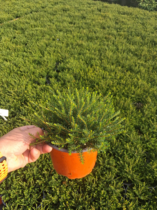 Erica J.W.Porter 2 Litre Pot