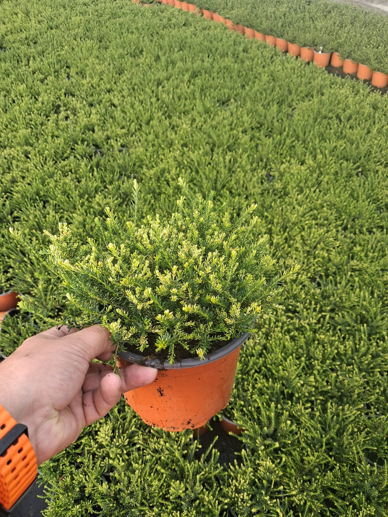 Erica White Perfection 2 Litre Pot