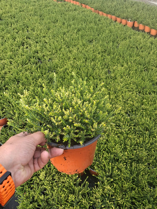 Erica White Perfection 2 Litre Pot