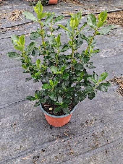 Escallonia Iveyi 2 Litre Pot