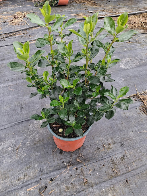 Escallonia Iveyi 2 Litre Pot
