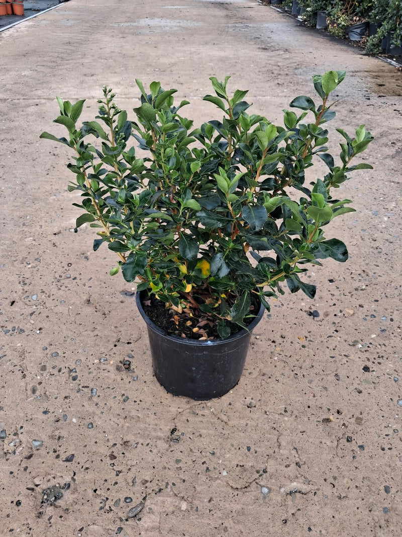 Escallonia Iveyi 5 Litre Pot