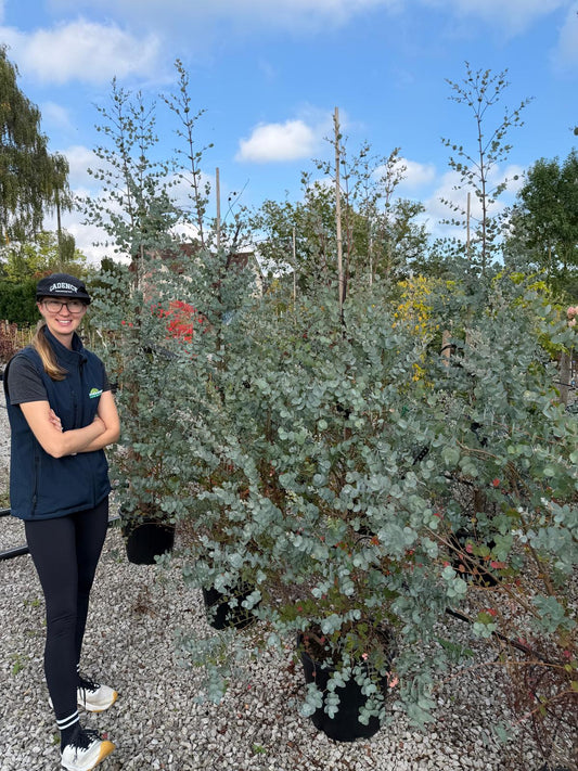 Eucalyptus Azura 9 Litre Pot 175/200cm