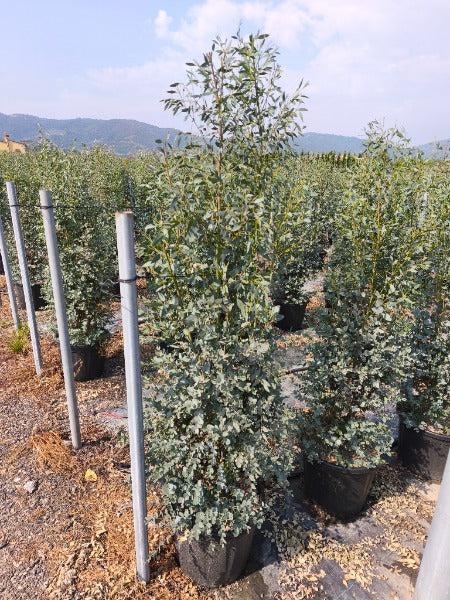 Eucalyptus Gunnii 30 Litre Pot
