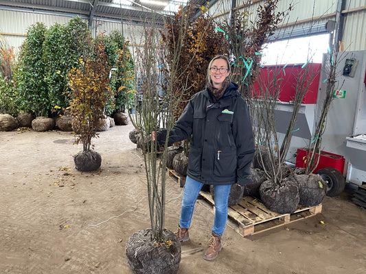 Euonymus Europaeus Multi Stem 150/175cm