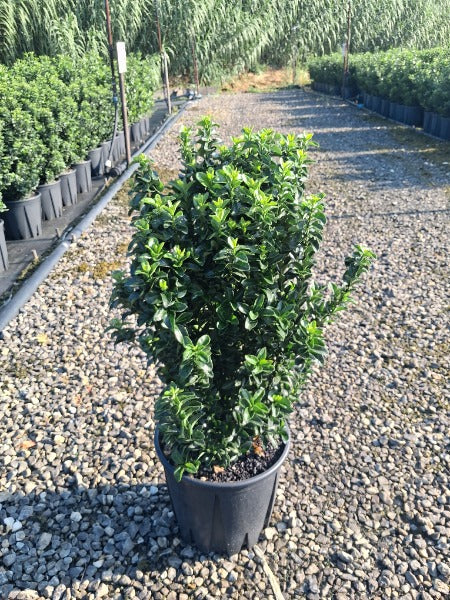 Euonymus Green Spire 9 Litre