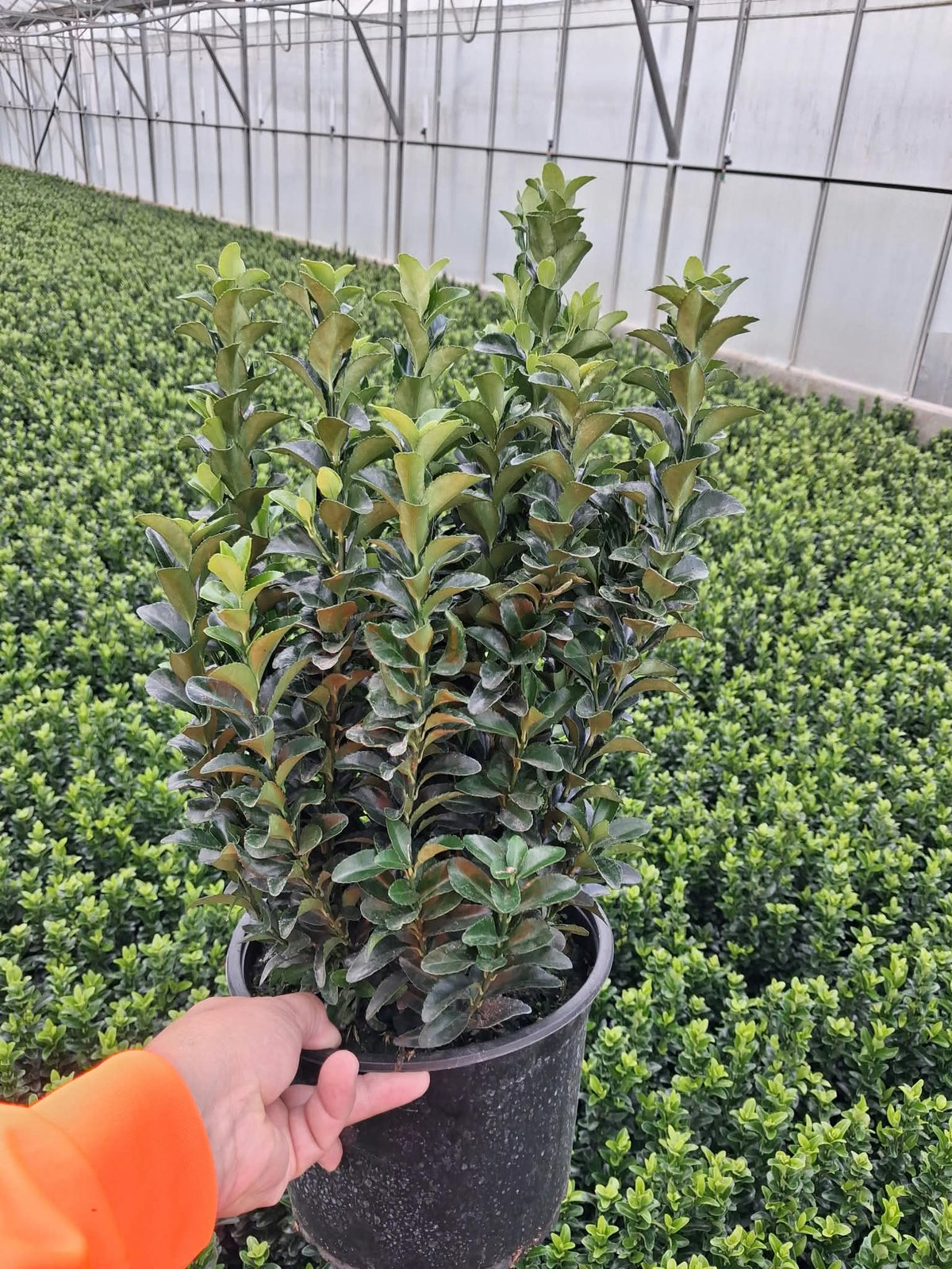 Euonymus Jap. Green Spire 5 Litre Pot