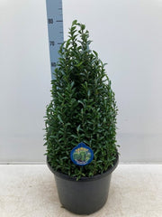Euonymus Jap. Green Spire Cone 7.5 Litre Pot 50-60cm