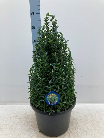 Euonymus Jap. Green Spire Cone 7.5 Litre Pot 50-60cm