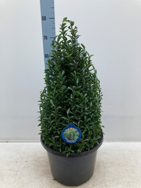 Euonymus Jap. Green Spire Cone 7.5 Litre Pot 50-60cm
