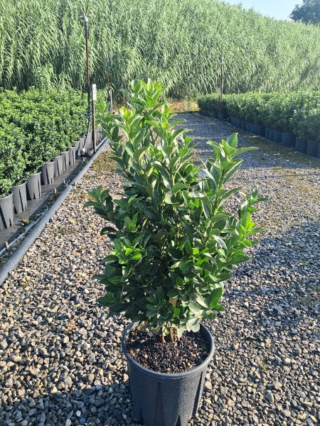Euonymus japonicus 9 Litre