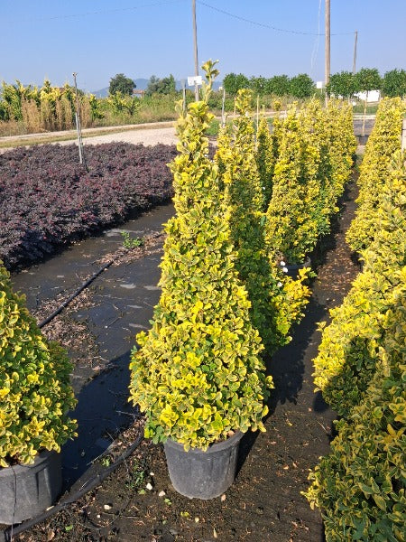 Euonymus japonicus Aurea Cone 30 Litre Pot 130-140cm
