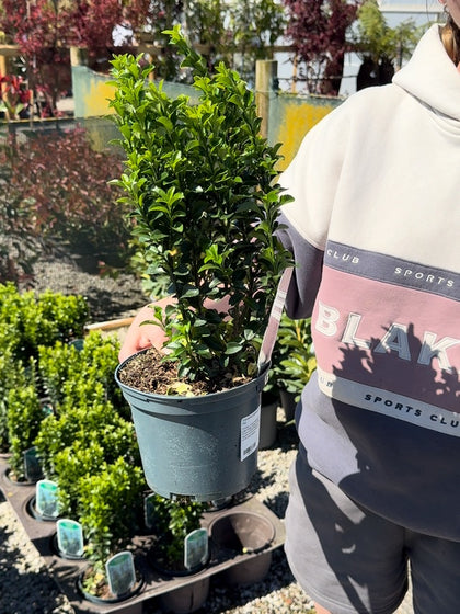 Euonymus japonicus Green Spire 3 Litre Pot 25-30cm