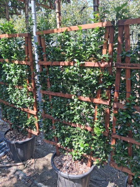 Euonymus japonicus Pleached Wall Frame 120 x 70cm