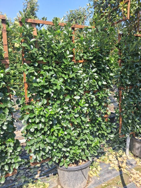 Euonymus japonicus Pleached Wall Frame 160 x 110cm
