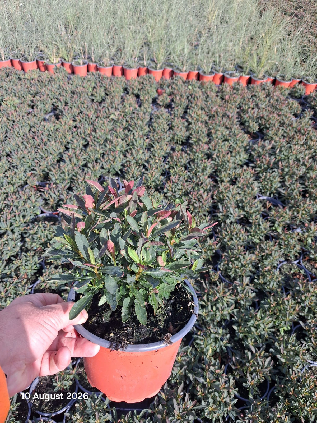 Euphorbia Purpurea 2 Litre Pot