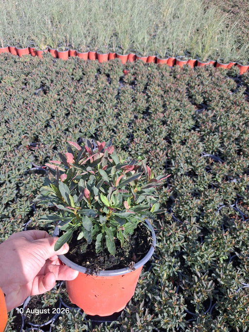 Euphorbia Purpurea 2 Litre Pot
