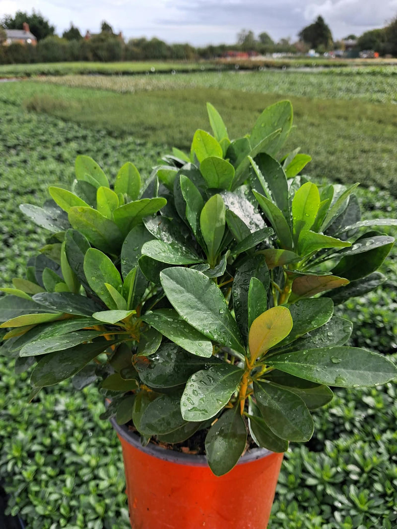 Euphorbia Robbiae 2 Litre Pot