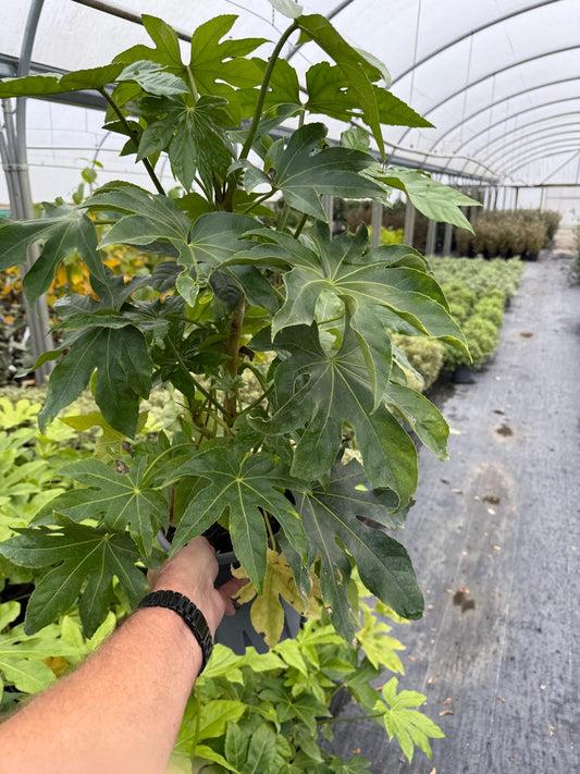 Fatsia Japonica 2 Litre Pot