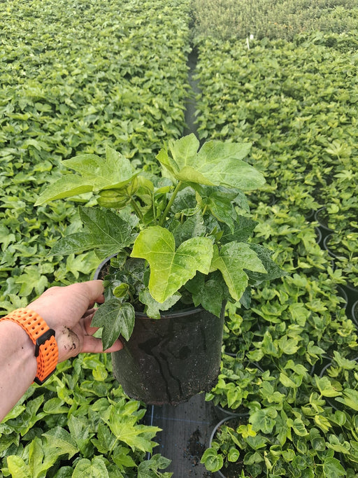 Fatsia Japonica 5 Litre Pot