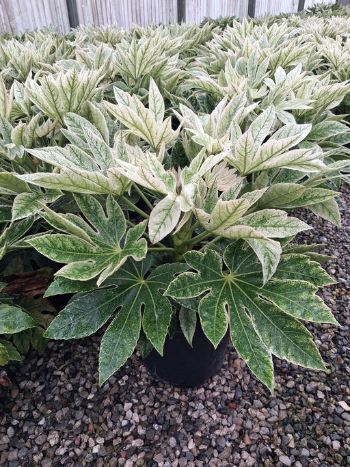 Fatsia Spiders Web 12 Litre Pot