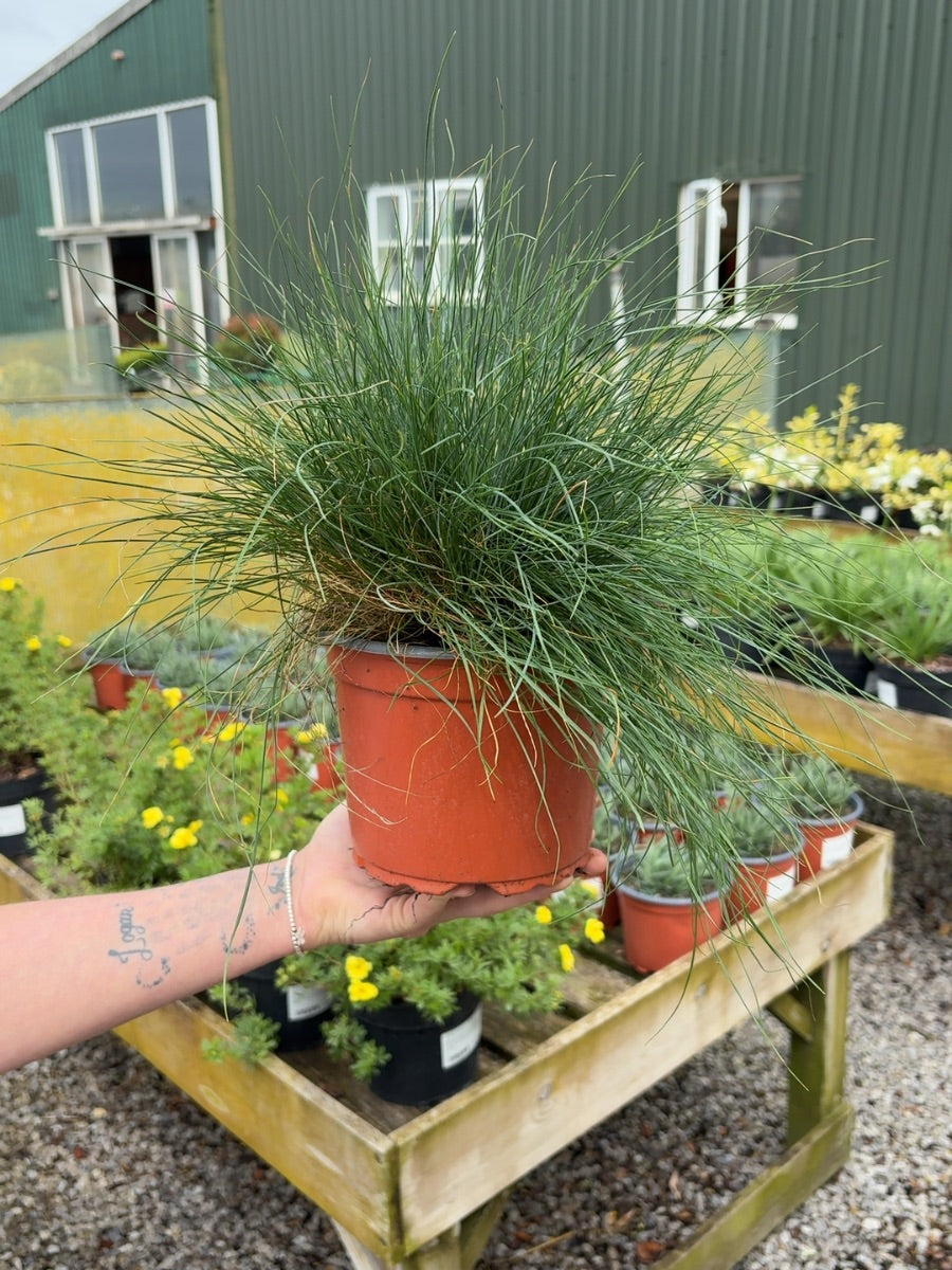 Festuca Elijah Blue 2 Litre Pot