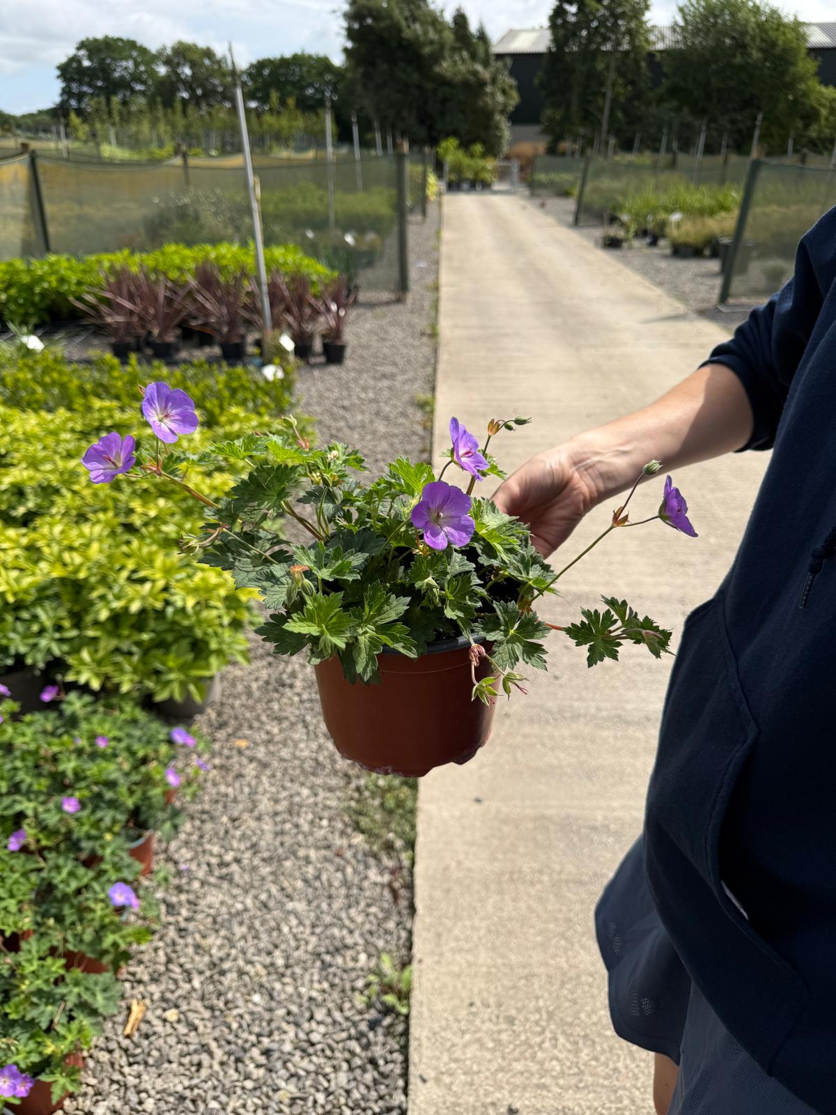 Geranium Rozanne 2 Litre Pot