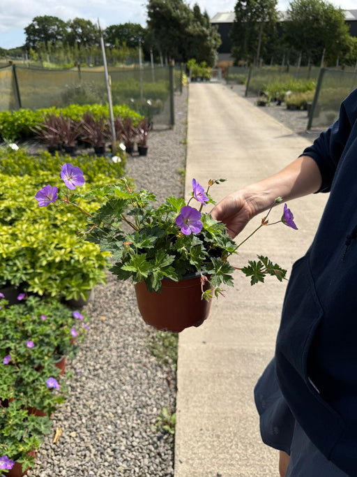 Geranium Rozanne 2 Litre Pot