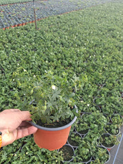 Geranium sang.Album 2 Litre Pot