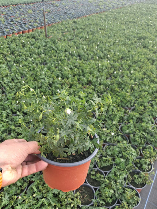 Geranium sang.Album 2 Litre Pot