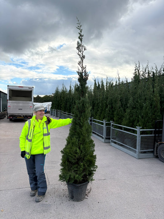 Green Leylandii Hedging 35 Litre Pot 2.70 - 3 Metre