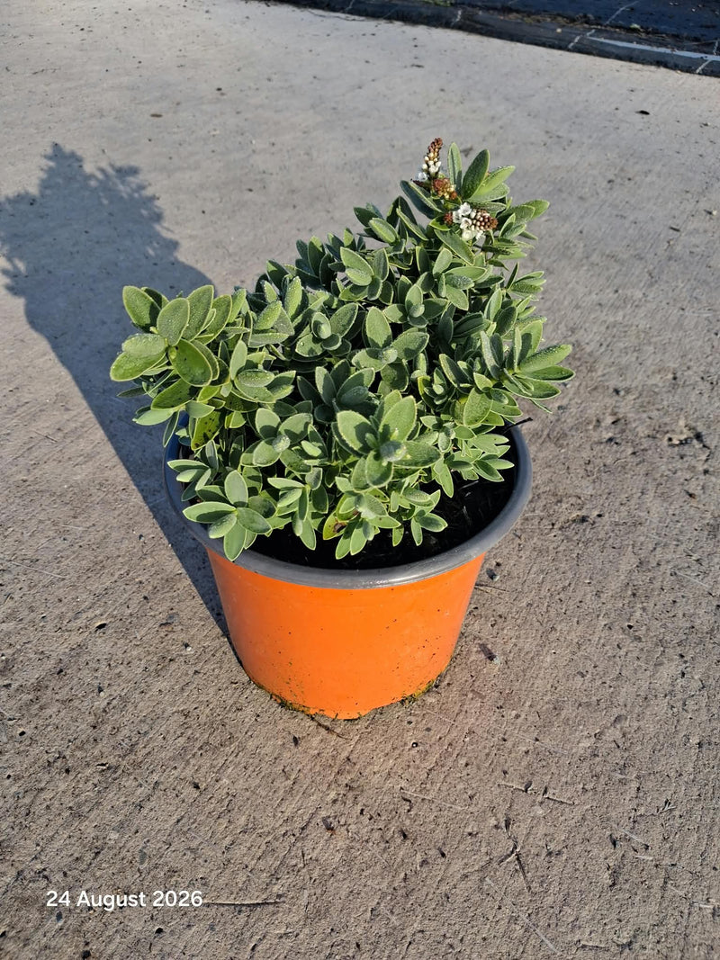 Hebe Albicans 2 Litre Pot