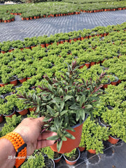 Hebe Great Orme 2 Litre Pot