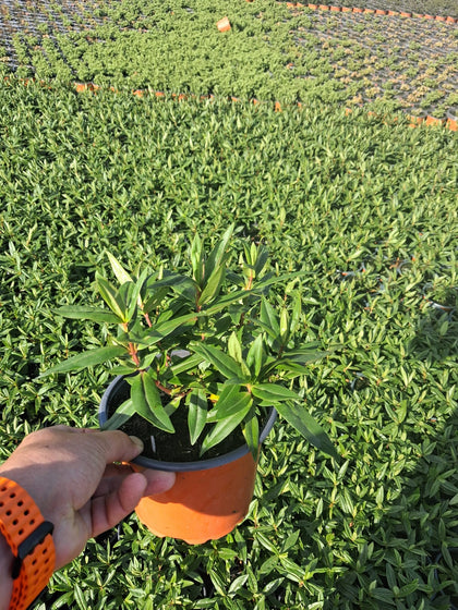 Hebe Midsummer Beauty 2 Litre Pot