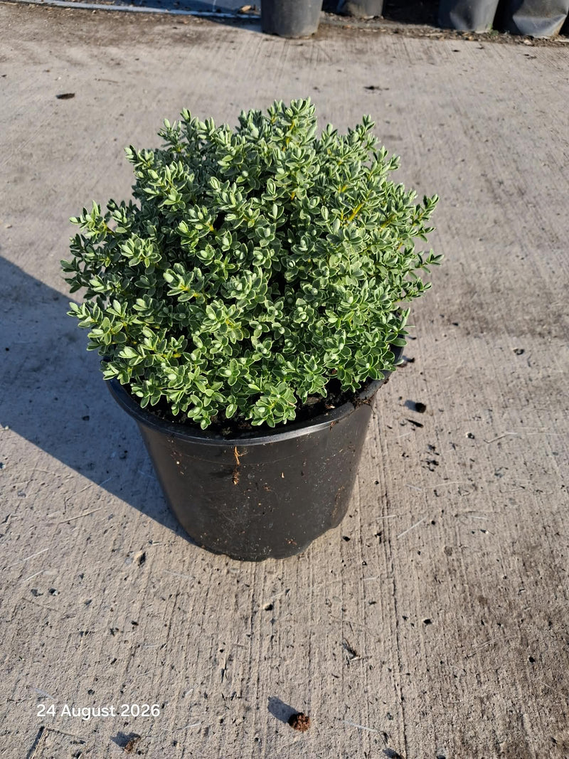Hebe Sutherlandii 5 Litre Pot