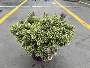 Hebe Veronica Variegata 5 Litre Pot