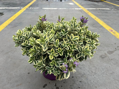 Hebe Veronica Variegata 5 Litre Pot