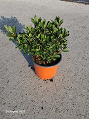 Hebe Wiri Charm 2 Litre Pot
