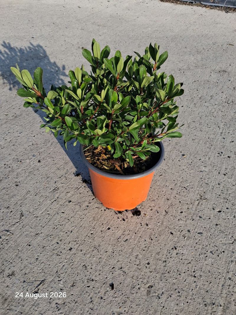 Hebe Wiri Charm 2 Litre Pot