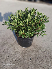 Hebe Wiri Charm 5 Litre Pot