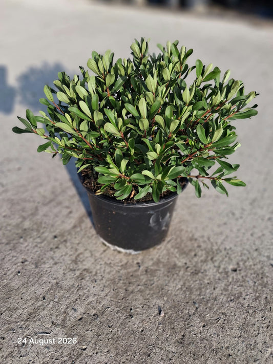 Hebe Wiri Charm 5 Litre Pot