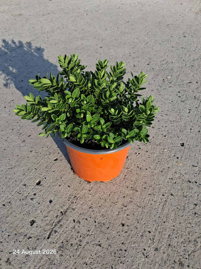 Hebe Wiri Mist 2 Litre Pot