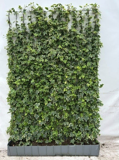 Hedera Helix Gacier Instant Wall Panel - Partition 180cm Tall x 120cm Wide