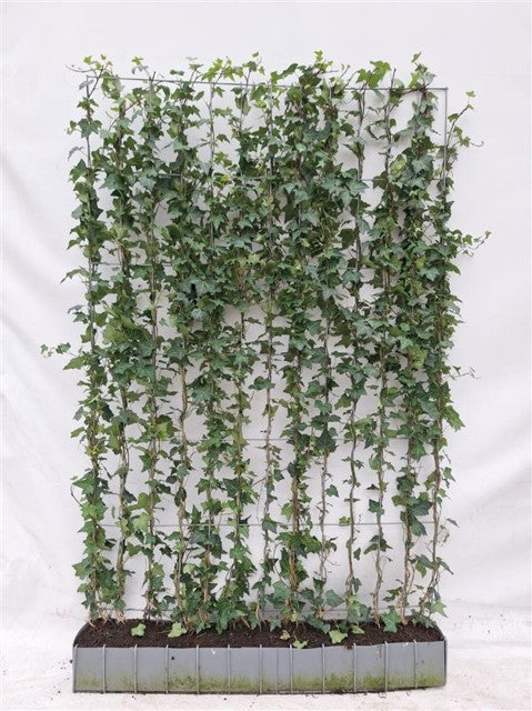 Hedera Helix Instant Wall Panel - Partition 180cm Tall x 120cm Wide