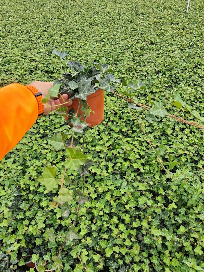 Hedera Hibernica 1.5 Litre Pot